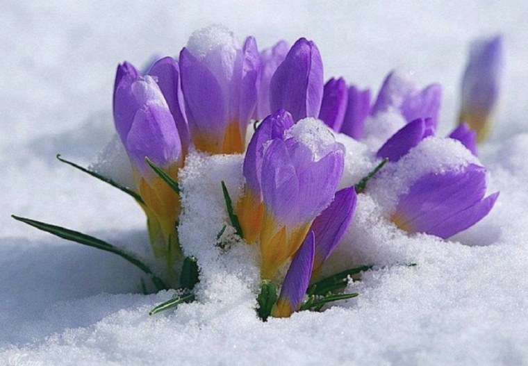 Зимние цветы