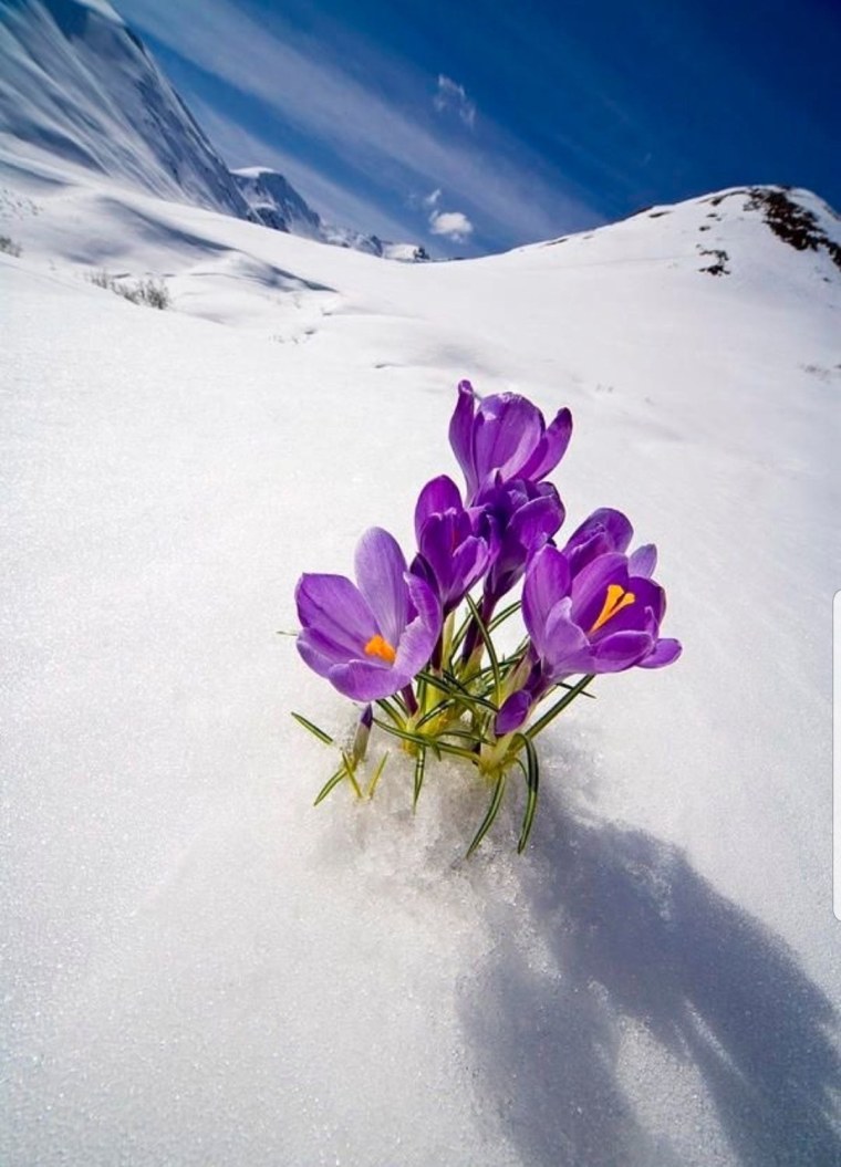Цветы под снегом в горах