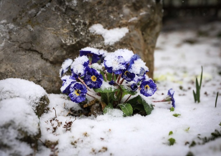 Снежная примула