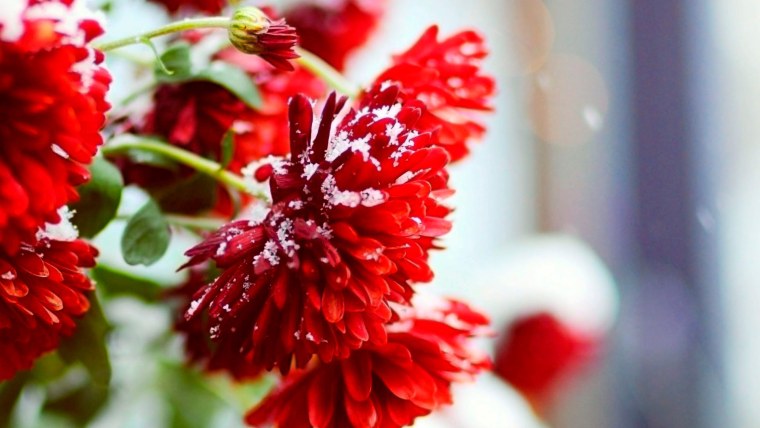 Фет георгины