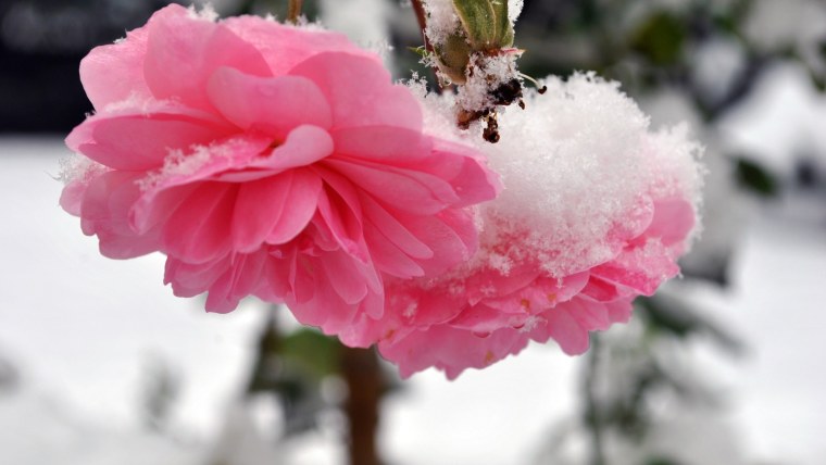 Цветы в снегу