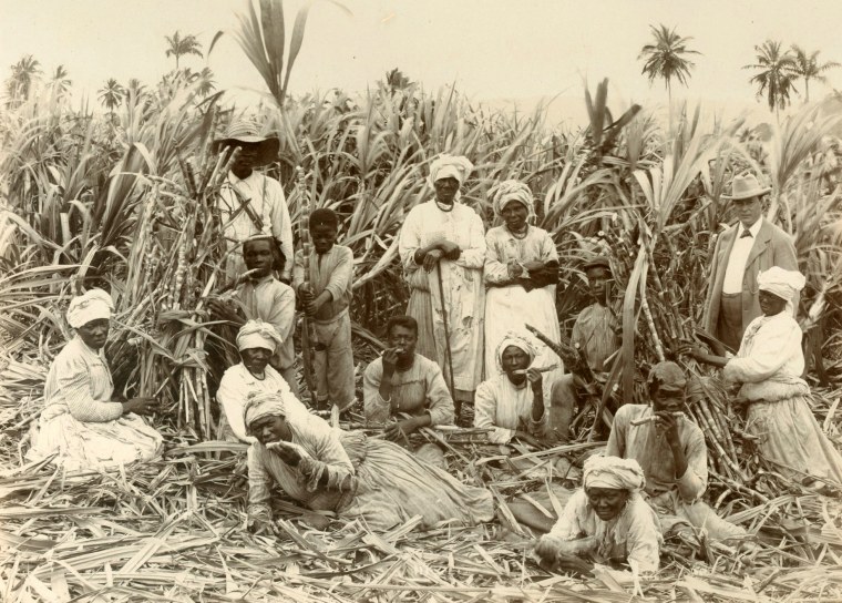 Плантации сахарного тростника в Индии 19 века