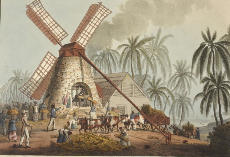 Плантации сахарного тростника в Индии 19 века