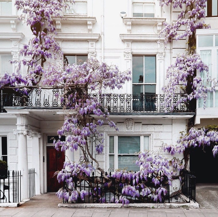 Глициния в Англии
