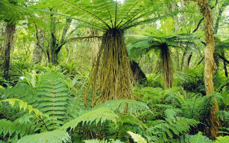 Гигантские древовидные папоротники новой Зеландии