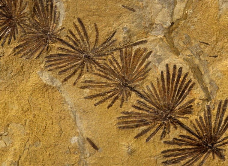 Древний папоротник окаменелости