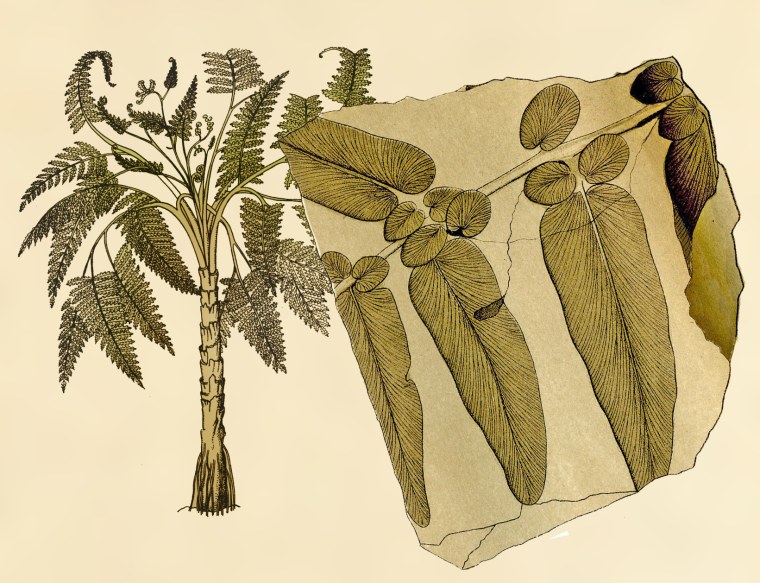 Медуллоза Ноэ