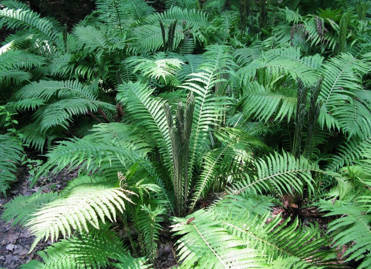 Марратиевые папоротники