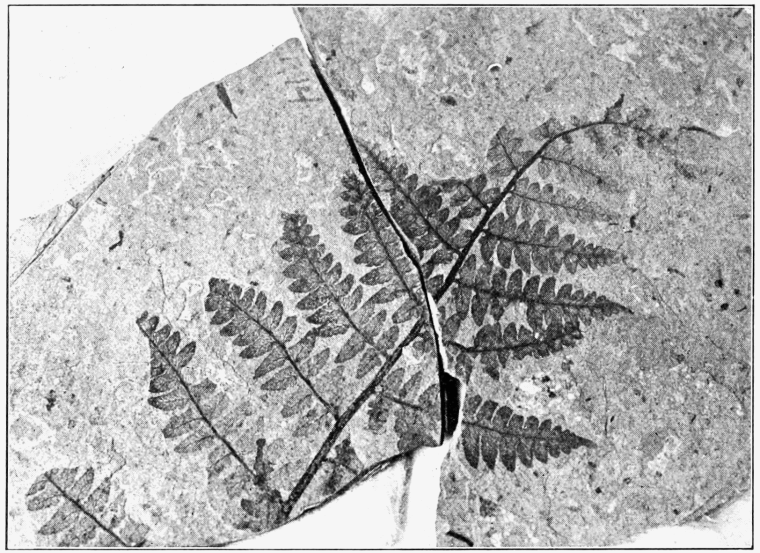 Древний папоротник окаменелости