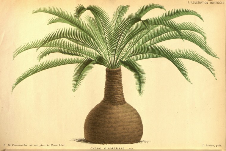 Саговники Триас