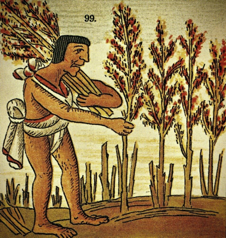 Хлеб ацтеков Амарант