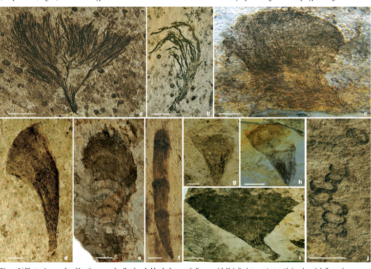 Древние растения на земле палеоботаника