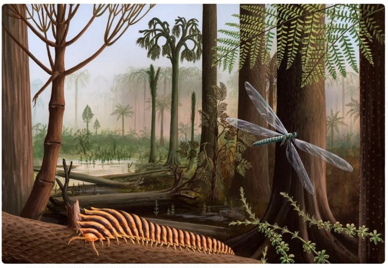 Каменноугольный период палеозойской эры растения