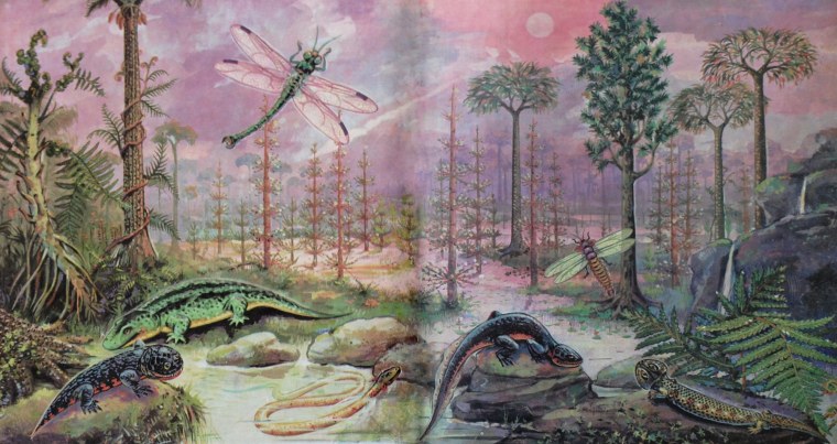 Каменноугольный период палеозойской эры растения