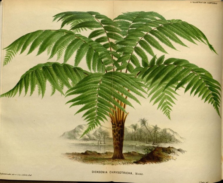 Древовидный папоротник в Девонский период