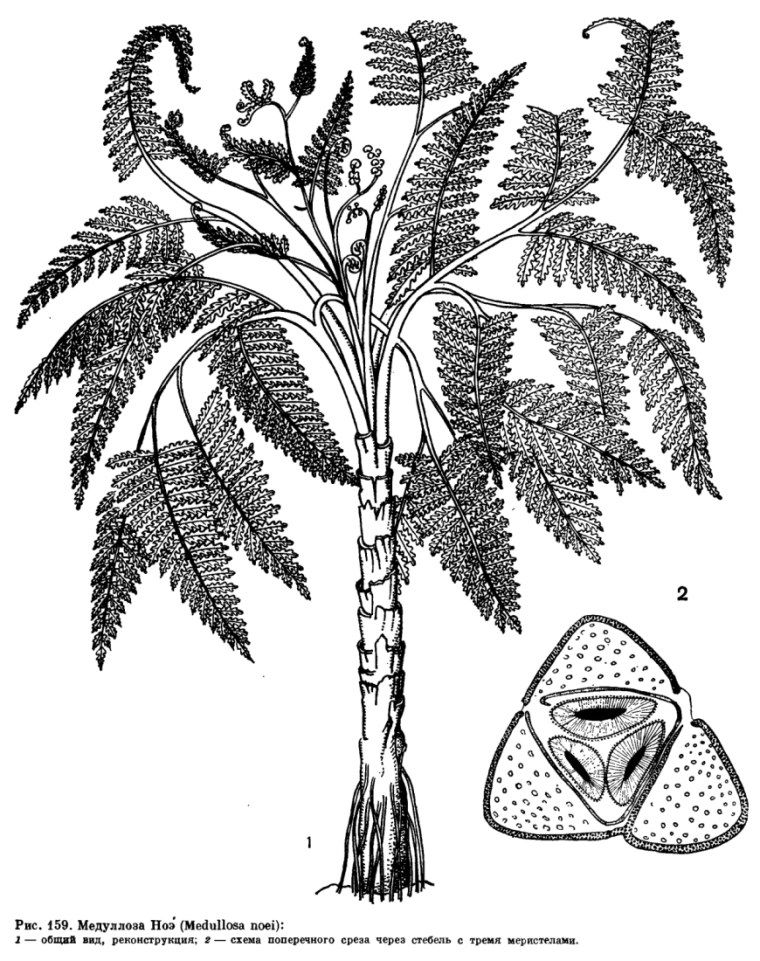 Медуллоза Ноэ семенной папоротник