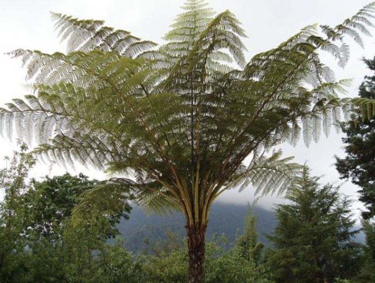 Древовидный папоротник динозавров