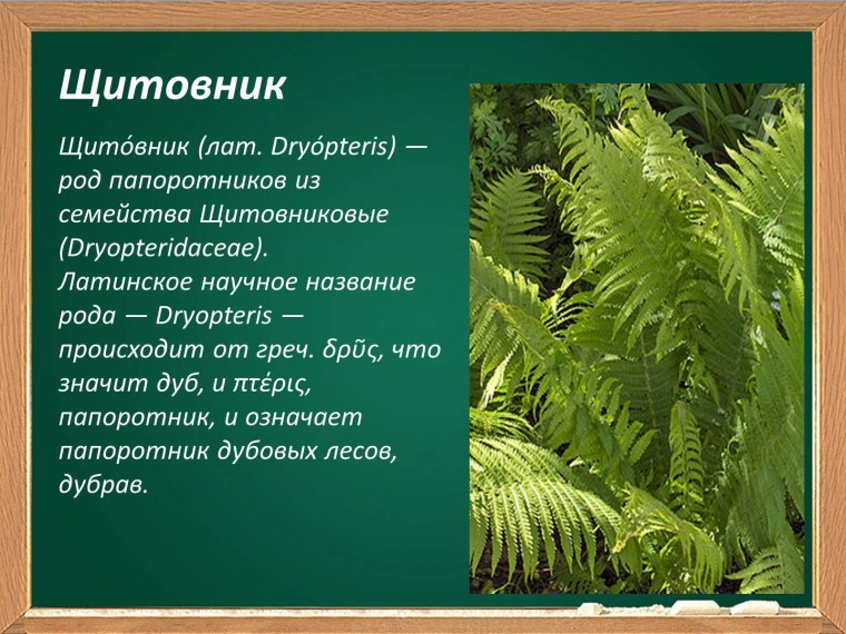 Папоротник Щитовник презентация