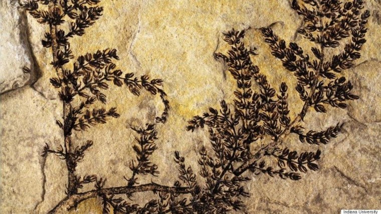 Archaefructus liaoningensis