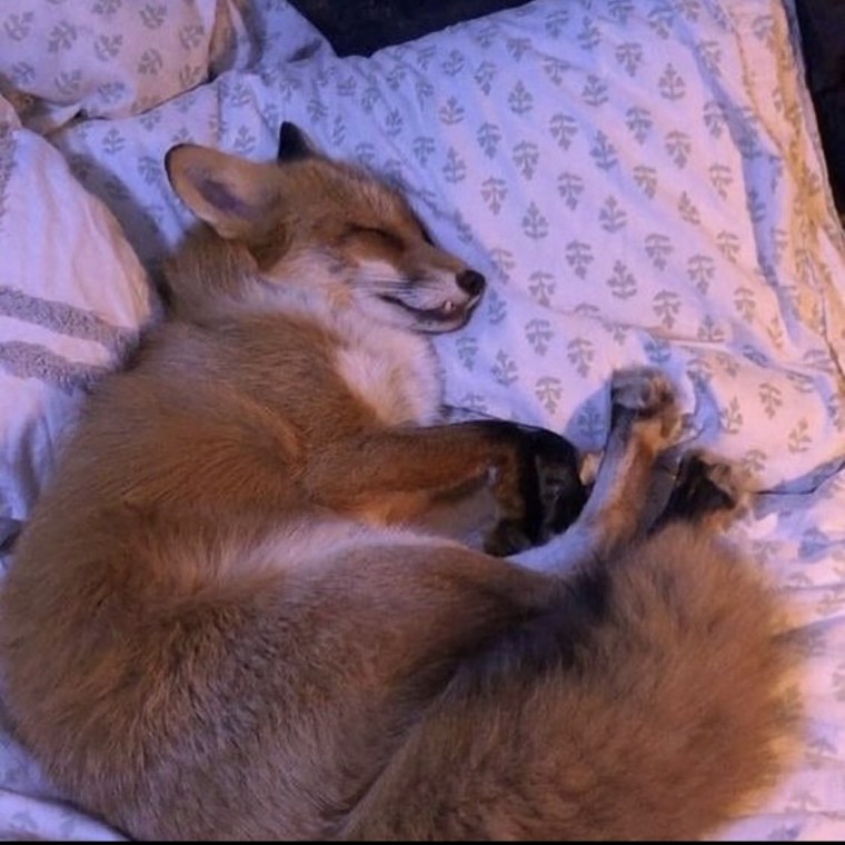 Лисенок спит