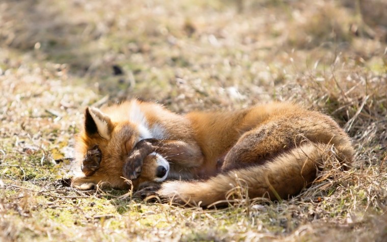 Лиса лежит