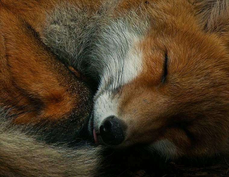 Спящие лисы