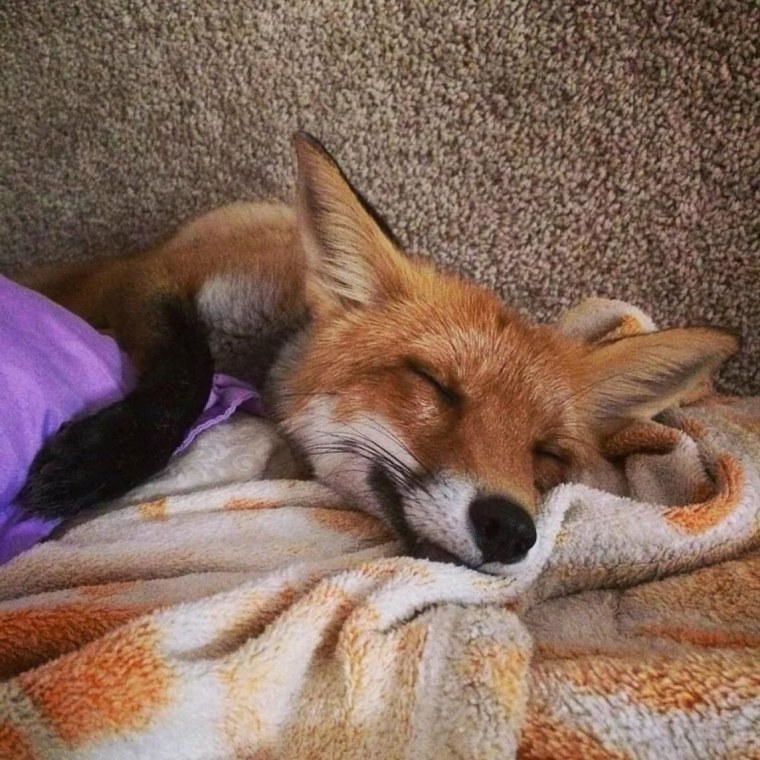 Домашняя лиса