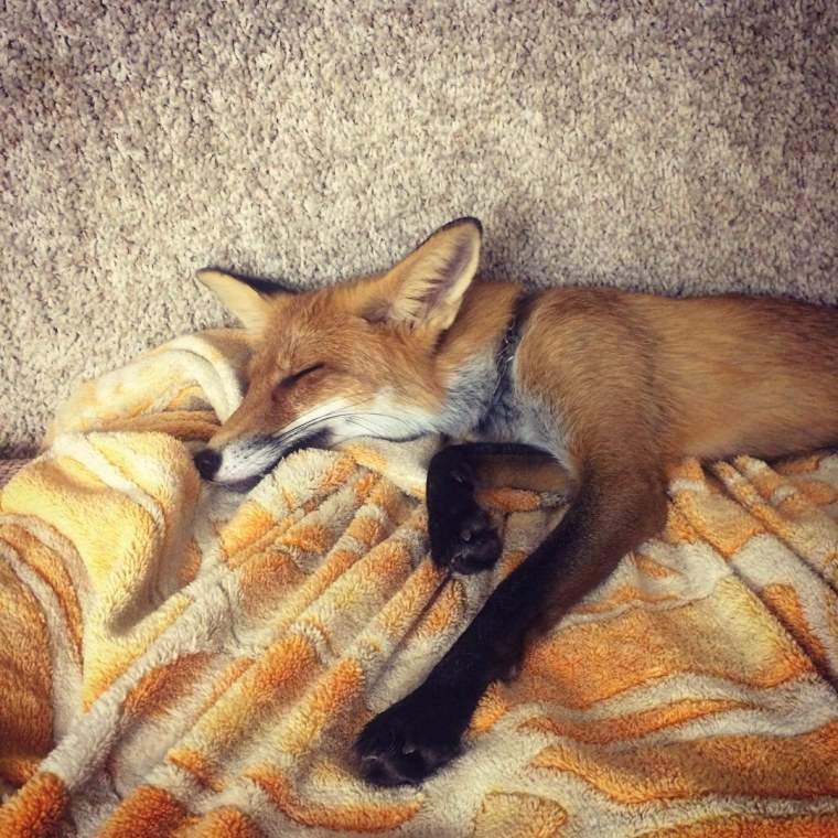 Спящий Лисенок