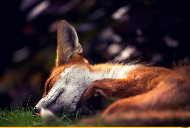 Лисичка шикарная лежит на спине