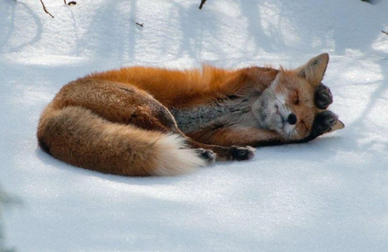 Лиса притворилась мертвой