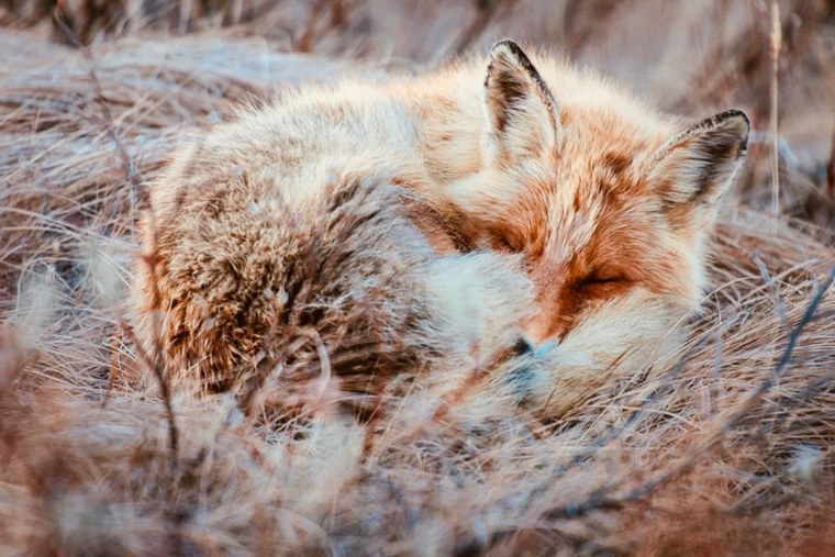 Иван Кислов лисы