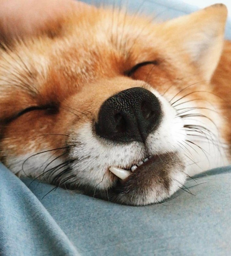 Спящий Лисенок