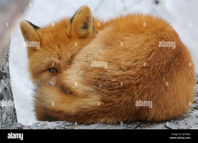 Шпиленок лиса