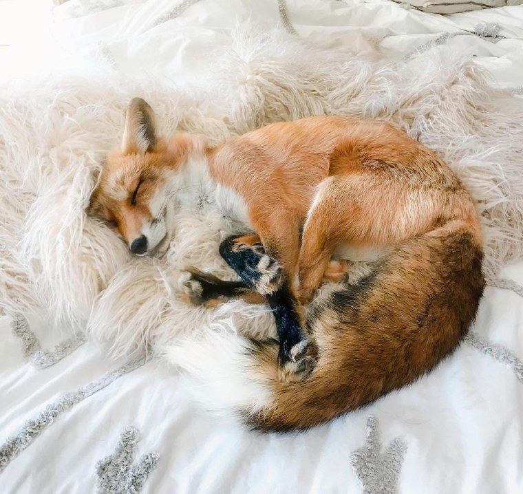 Спящий Лисенок