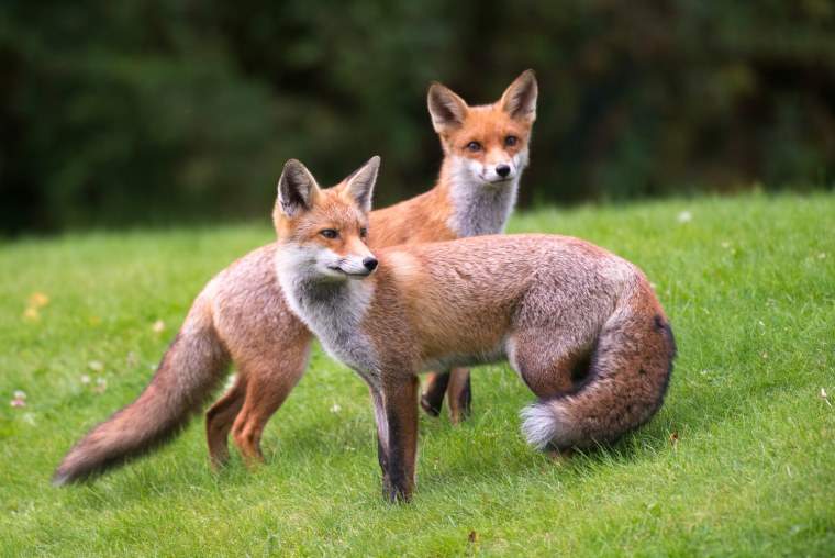 К чему снится лиса Лис