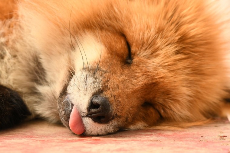 Лисичка спит НОК