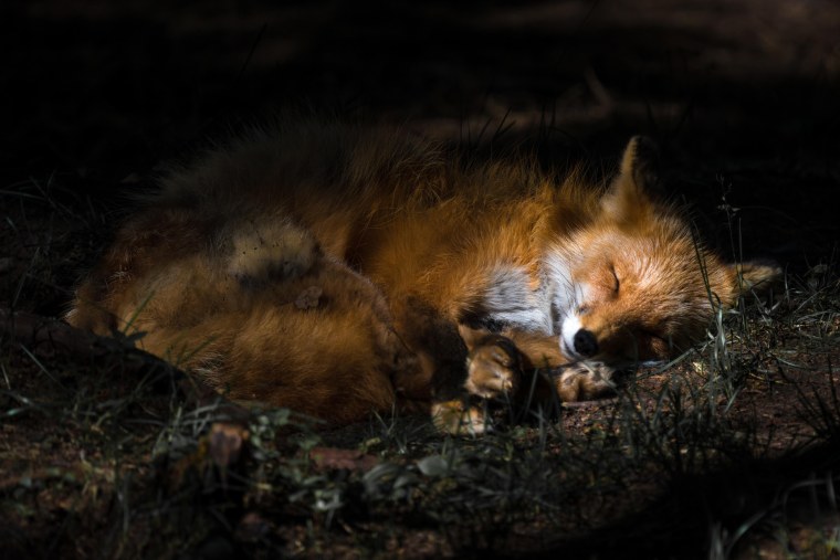 Лиса в норе