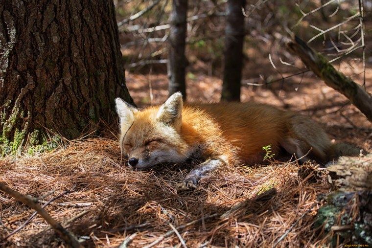 Лисята в лесу