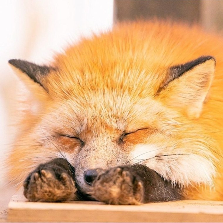 Лисенок спит