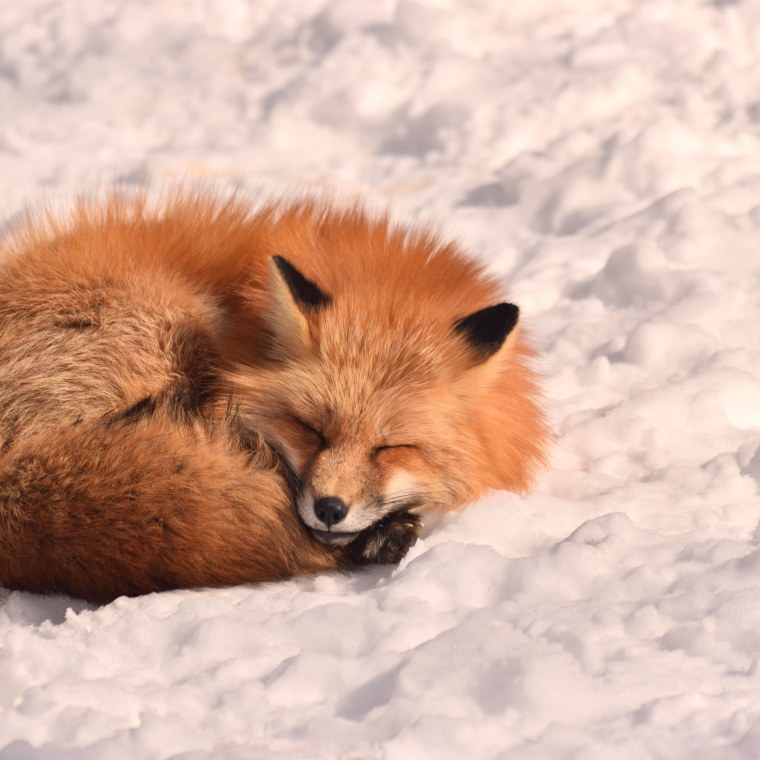 Лиса спит картинки