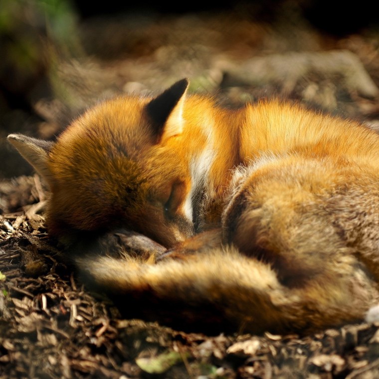 Лисичка спит