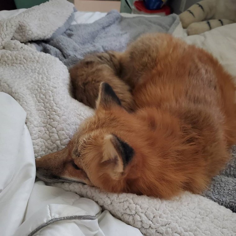 Усталая лиса