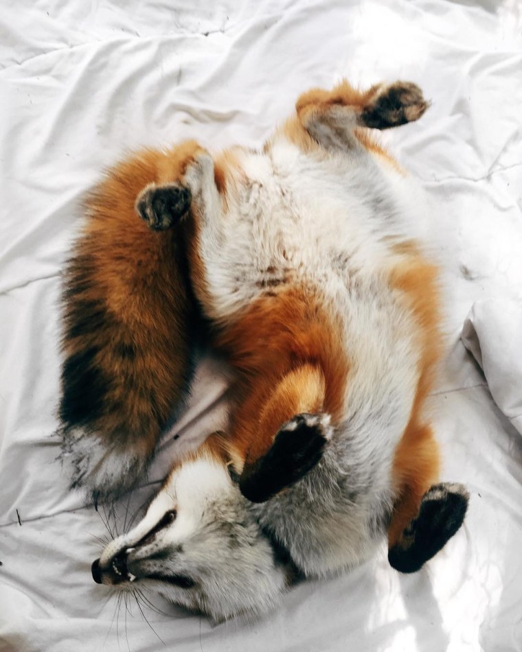 Сонный Лисенок