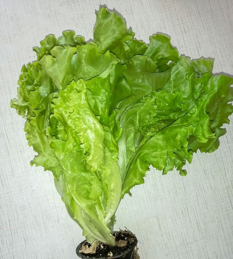 Салат латук Афицион