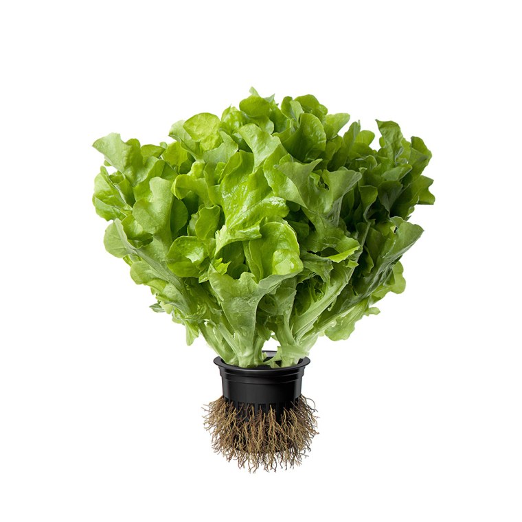 Латук дуболистный