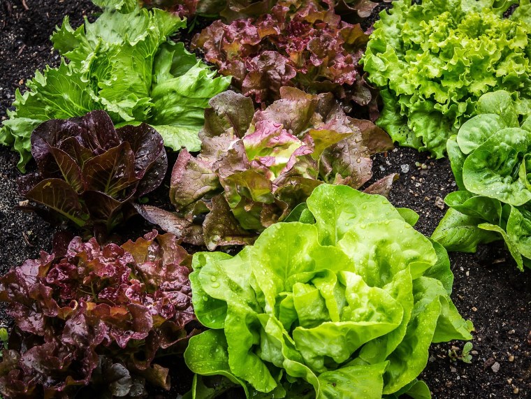 Салатные листья латук