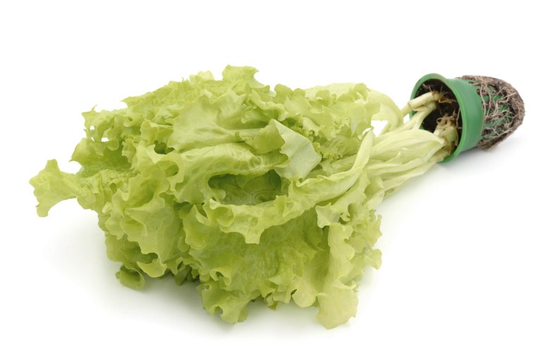 Салат листовой Дольче Вита