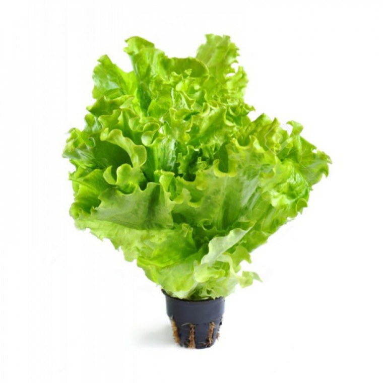 Салат дуболистный зеленый