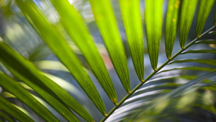 Лист пальмы