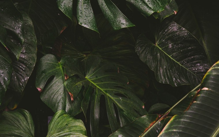 Монстера папоротник растения